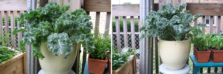 kale before and after first harvest