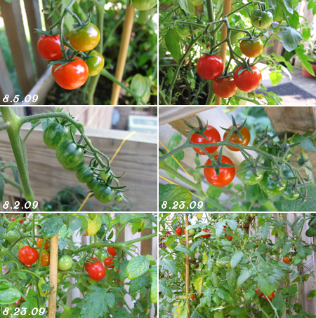 cherry tomatoes growing