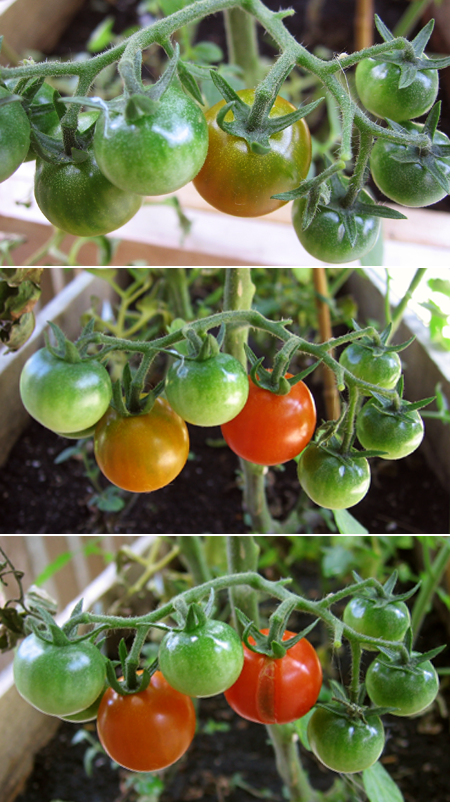 cherry tomatoes turning red