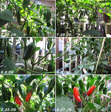 red chilies and jalapenos growing