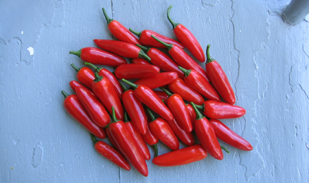 red chili harvest