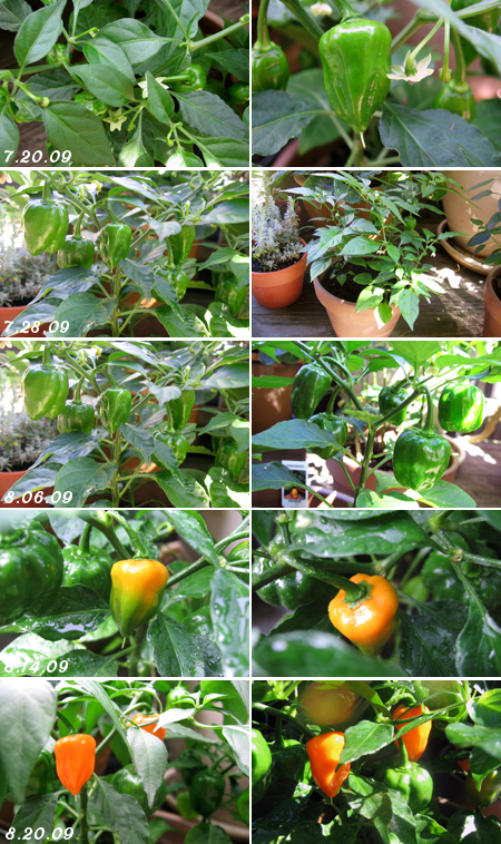 habenero peppers growing