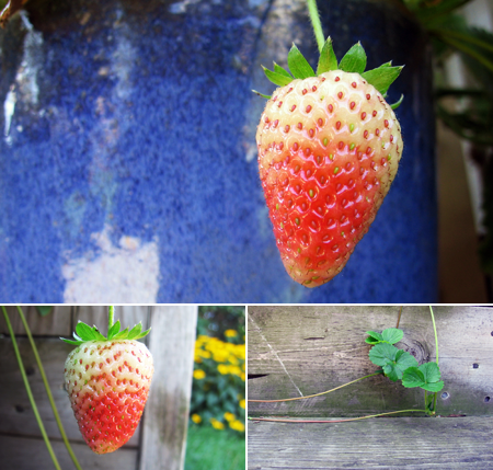 unexpected strawberry