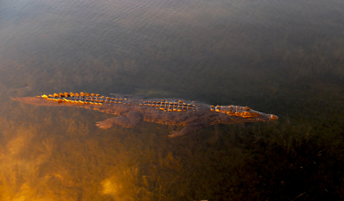 Cancun Mexico Crocodile at Captains Cove