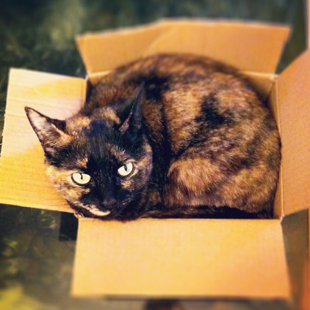 Tortoiseshell cat in a small box - Tortie cat love - tortitude