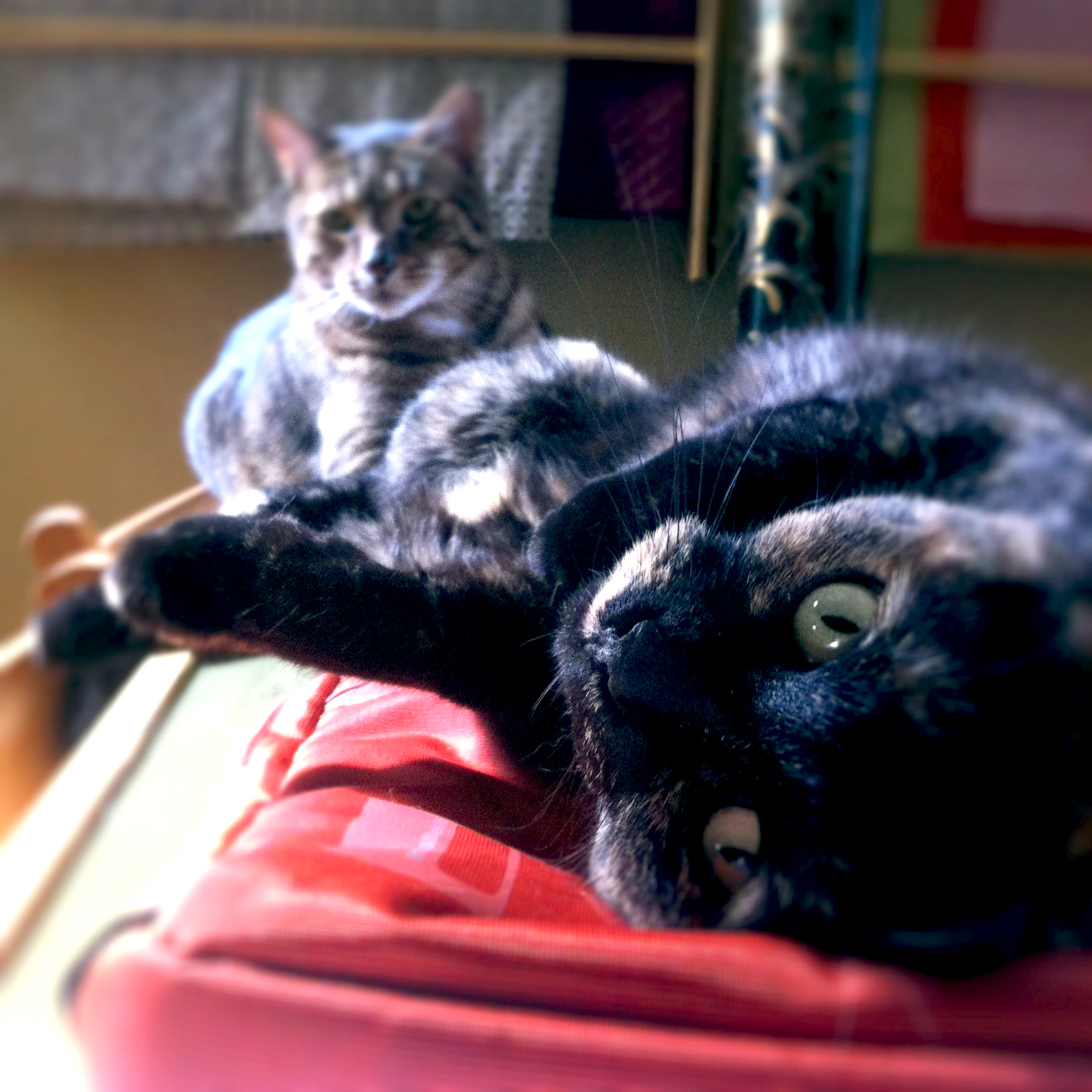 The Tortie cat and the Tabby cat in the sun - Dinky and Cia Maru
