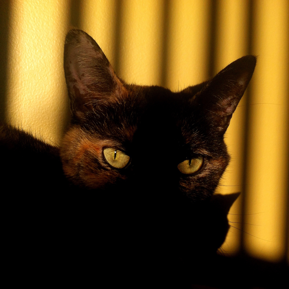 Tortoiseshell cat in the shadows - Tortie cat in the sun - tortitude